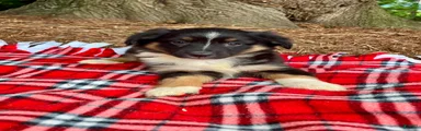 Axel
