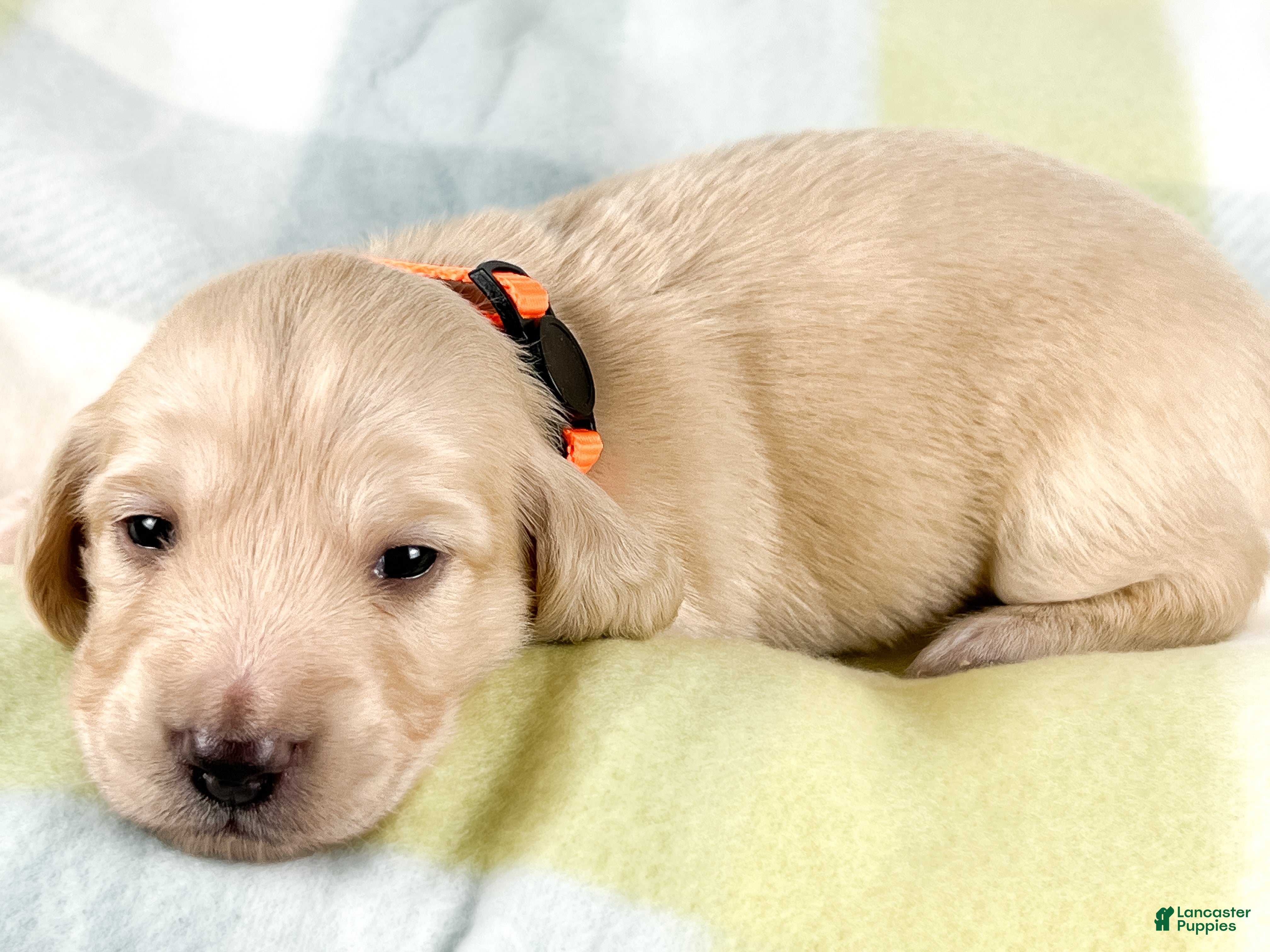 Miniature Dachshund dogs Cheddar - Ad 8