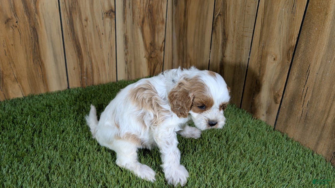 Cavapoo dogs for sale: Milly Boy 3 - Ad 3
