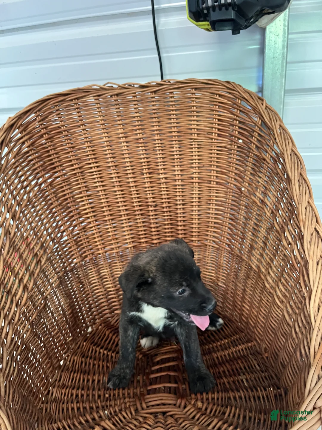 Golden Shepherd dogs for sale: Turbo  - Ad 2