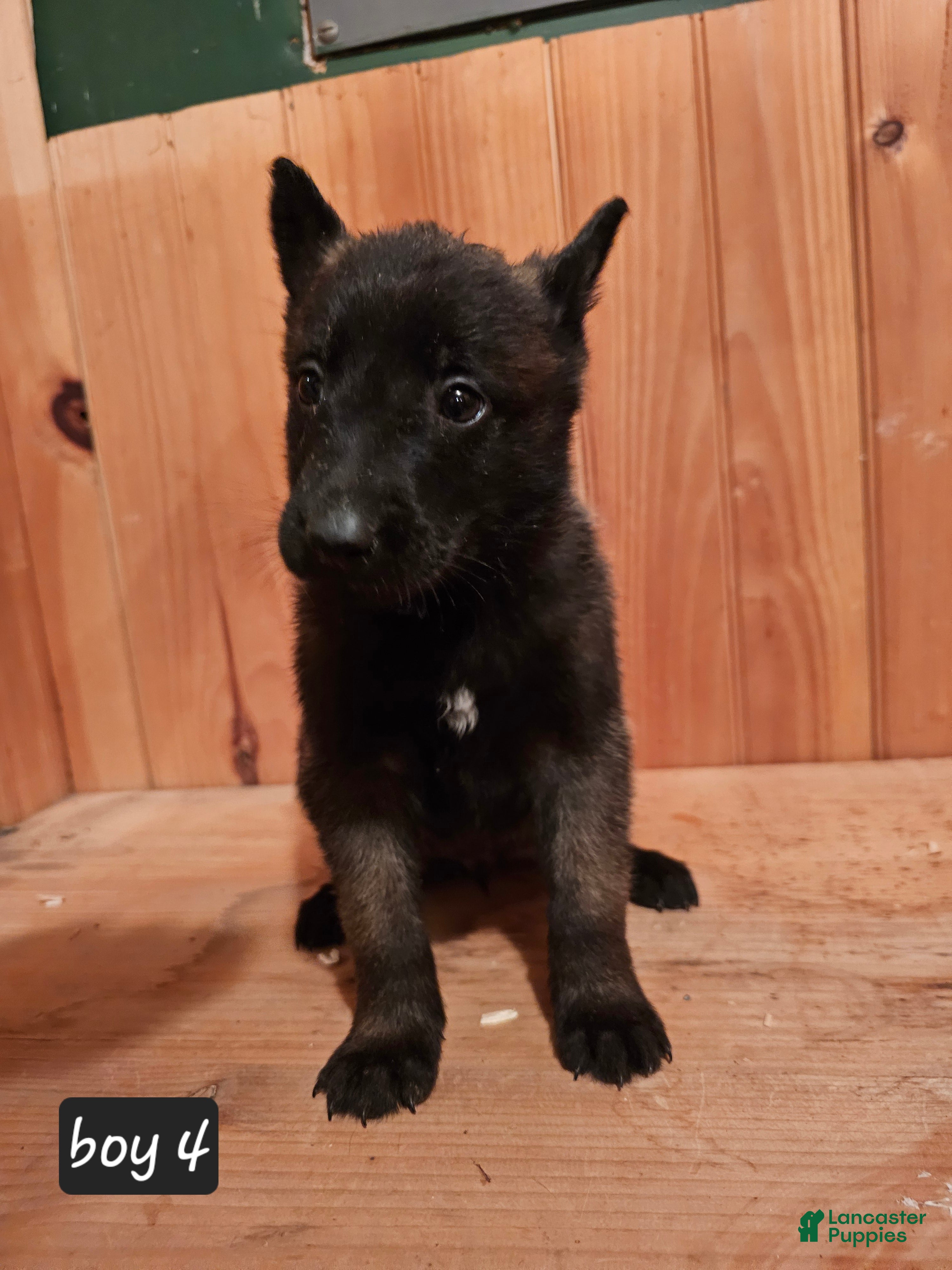 Belgian Malinois dogs Belgian Malinois Puppy 4 - Ad 6