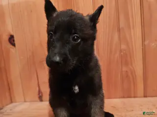 Belgian Malinois dogs Belgian Malinois Puppy 4 - Ad 6