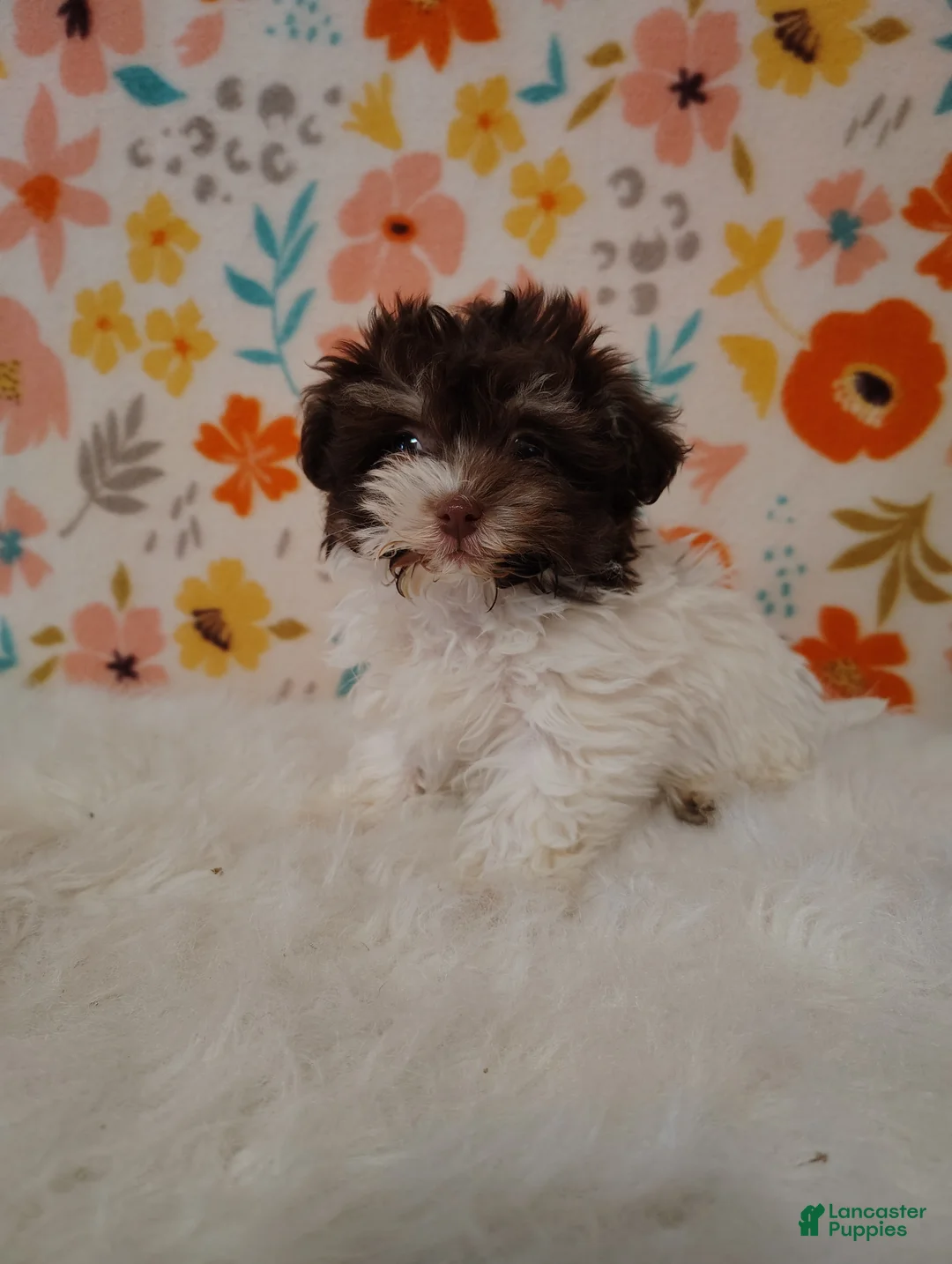 Maltipoo dogs for sale: Ellie - Ad 1