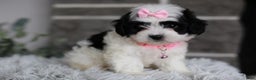 Maltipoo dogs for sale: Bonnie - Ad 13