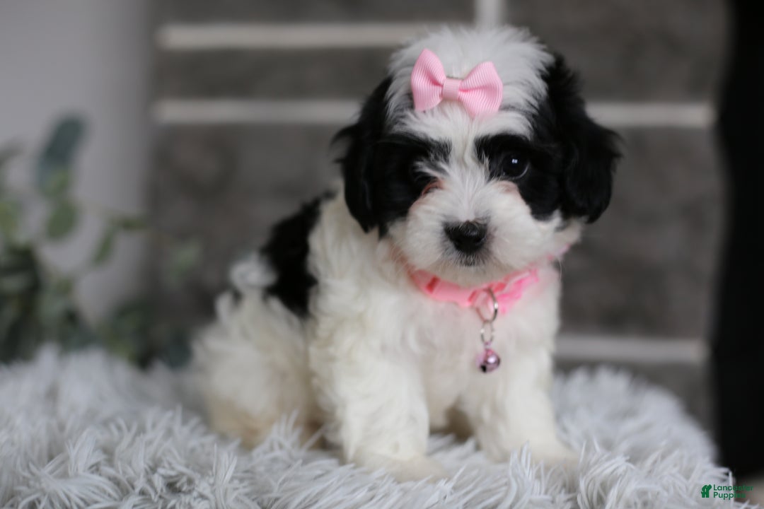 Maltipoo dogs for sale: Bonnie - Ad 13