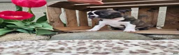 Boston Terrier dogs for sale: Amber - Ad 7
