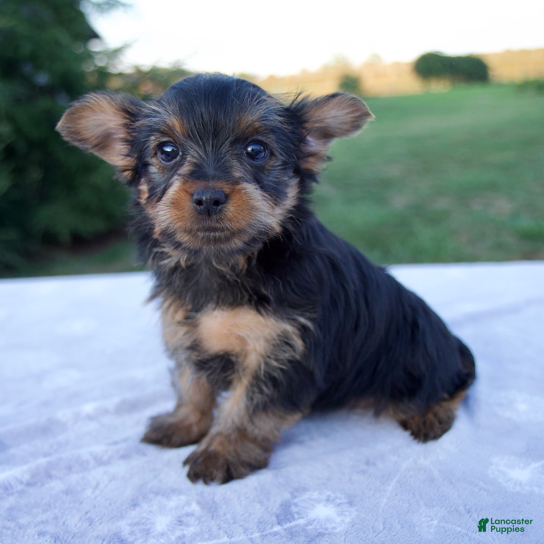 Under $500 Miniature Yorkie Puppies Near Me Yorkshire Terrier