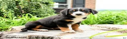 Greater Swiss Mountain Dog dogs for sale: Hans  - Ad 3