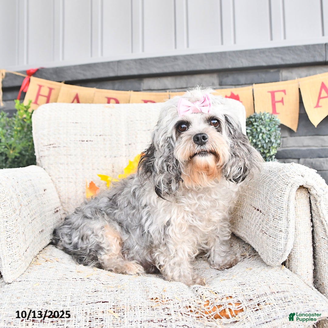 Cavapoo dogs for sale: Oakley - Ad 11