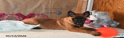 Belgian Malinois dogs for sale: Finn - Ad 3