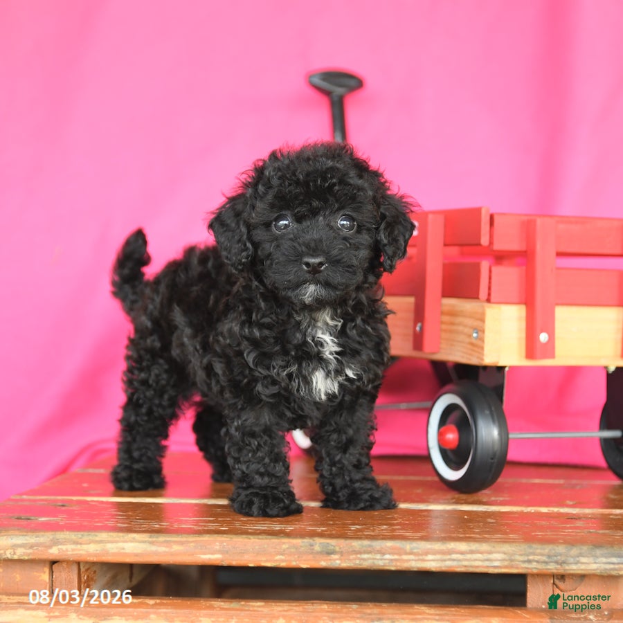 Miniature Poodle dogs Kimmie - Ad 1