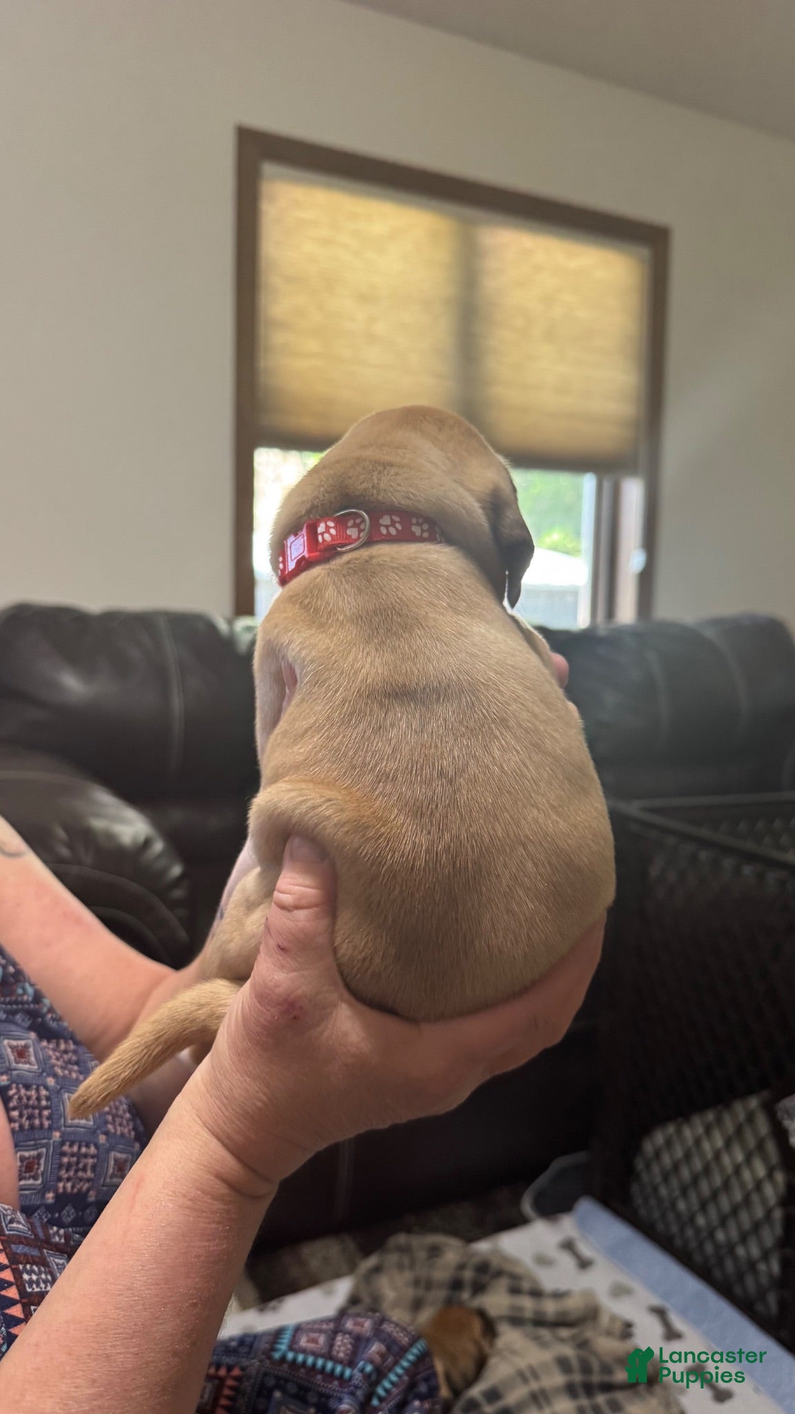 Puggle dogs Red collar  - Ad 2