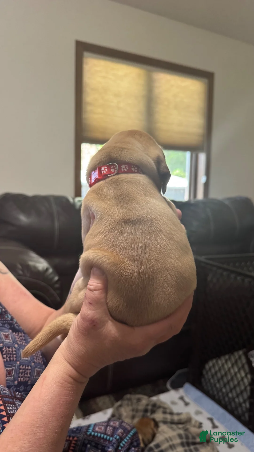 Puggle dogs for sale: Red collar  - Ad 2