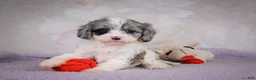 Cavapoo dogs for sale: Ruby - Ad 4