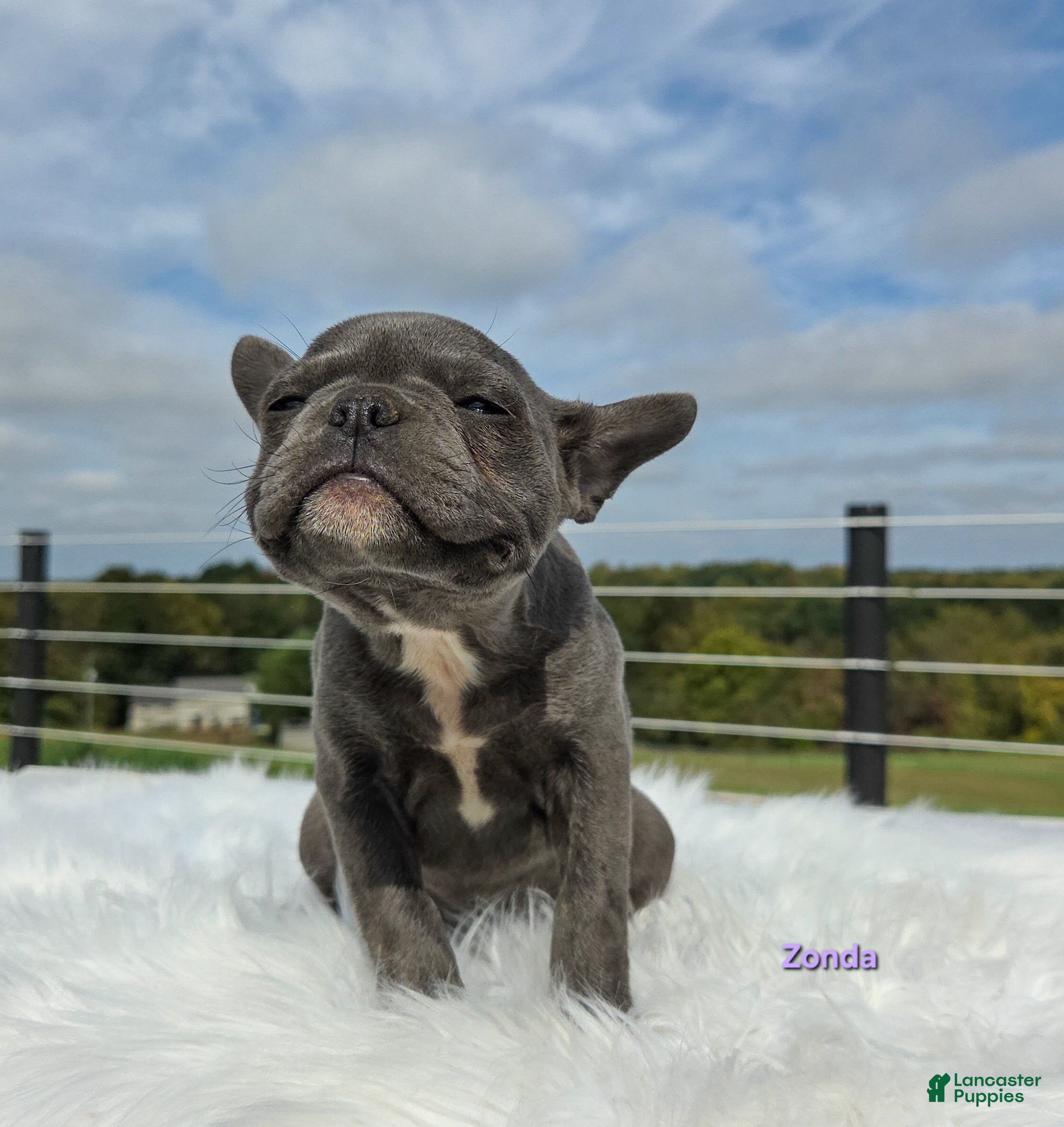 Frenchton dogs Zonda - Ad 2