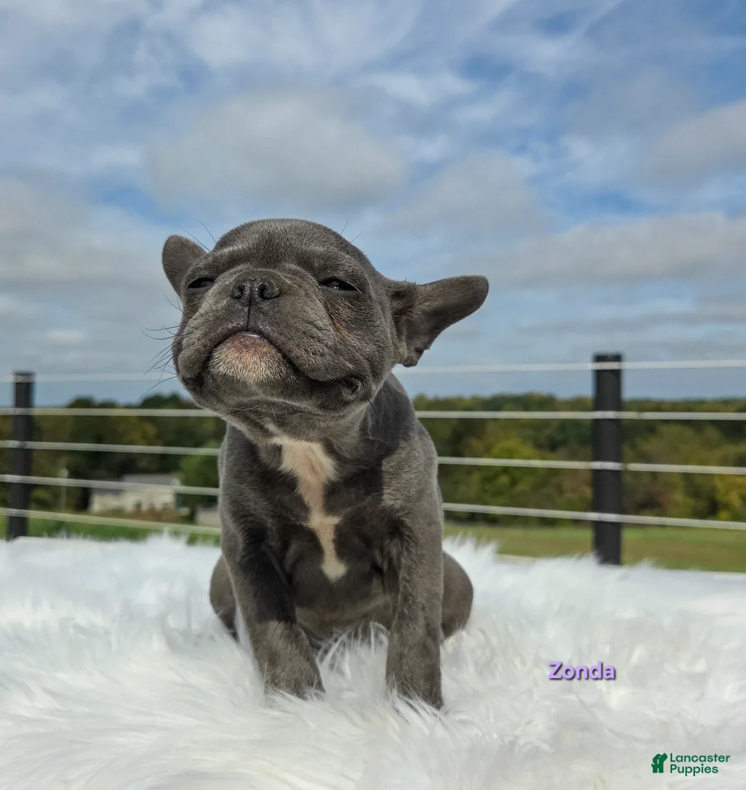 Frenchton dogs for sale: Zonda - Ad 2