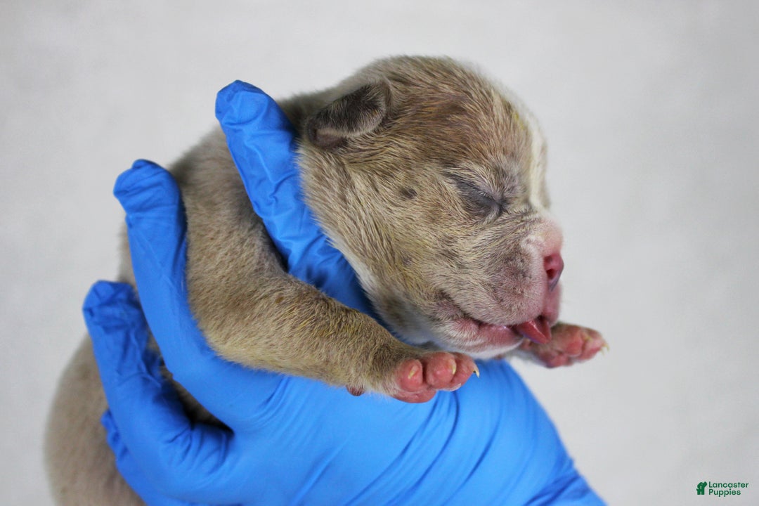 American Bully dogs for sale: Fawn Merle Female 2 - Ad 2