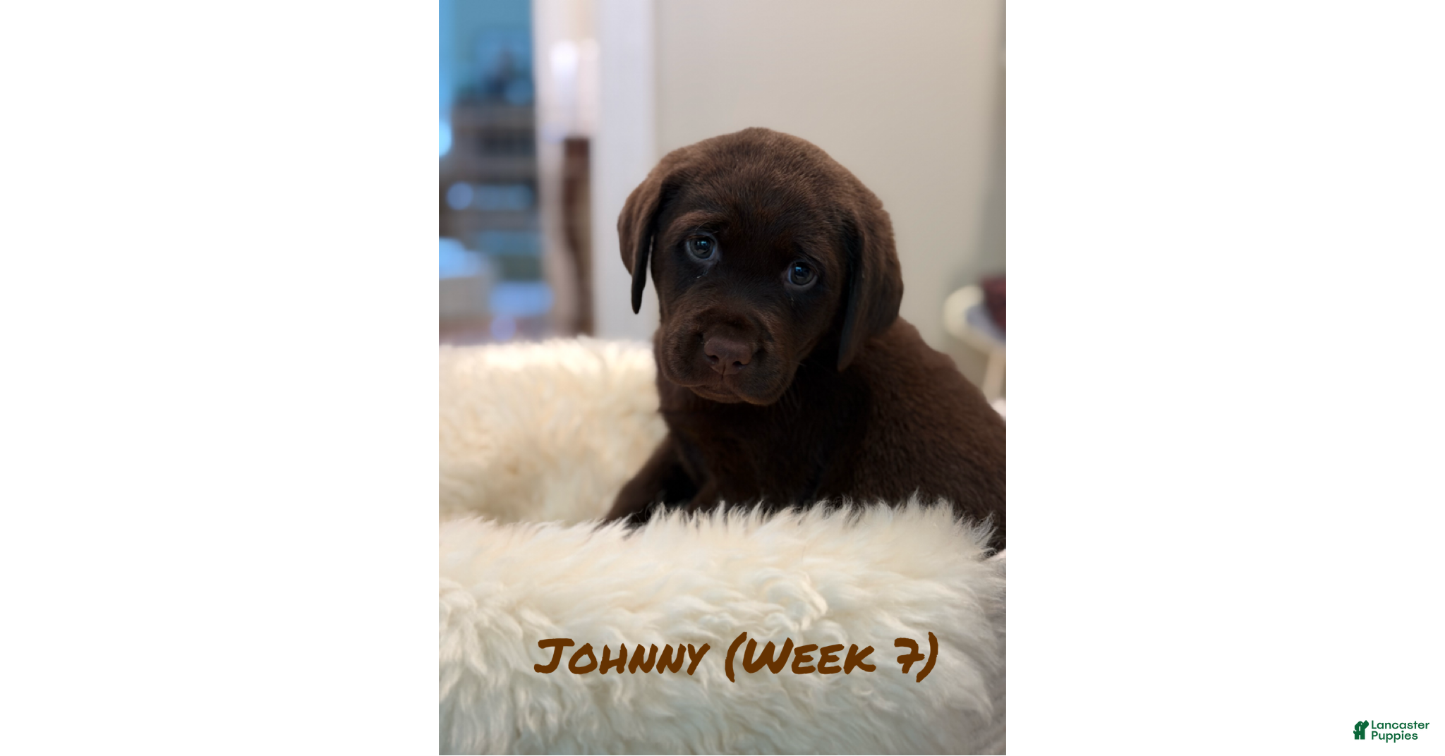 Labrador Retriever dogs for sale: Labrador Retriever 1 - Ad 1