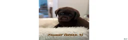 Labrador Retriever dogs for sale: Labrador Retriever 1 - Ad 1