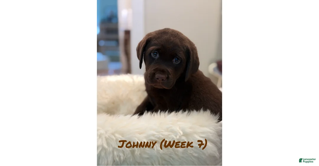 Labrador Retriever dogs for sale: Labrador Retriever 1 - Ad 1