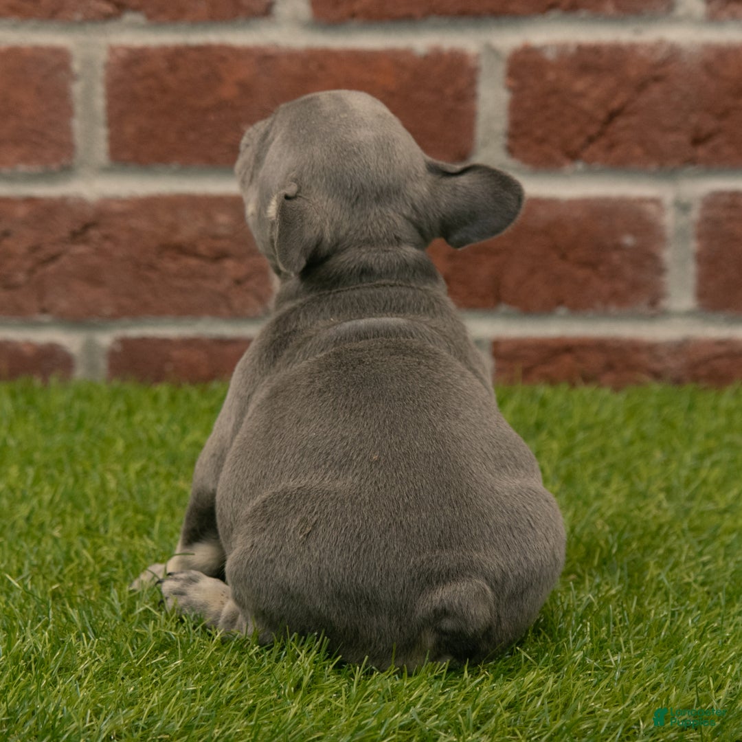 French Bulldog dogs for sale: Luna - Ad 6