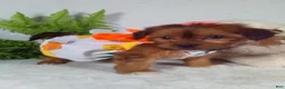 Shorkie dogs for sale: Paris - Ad 3