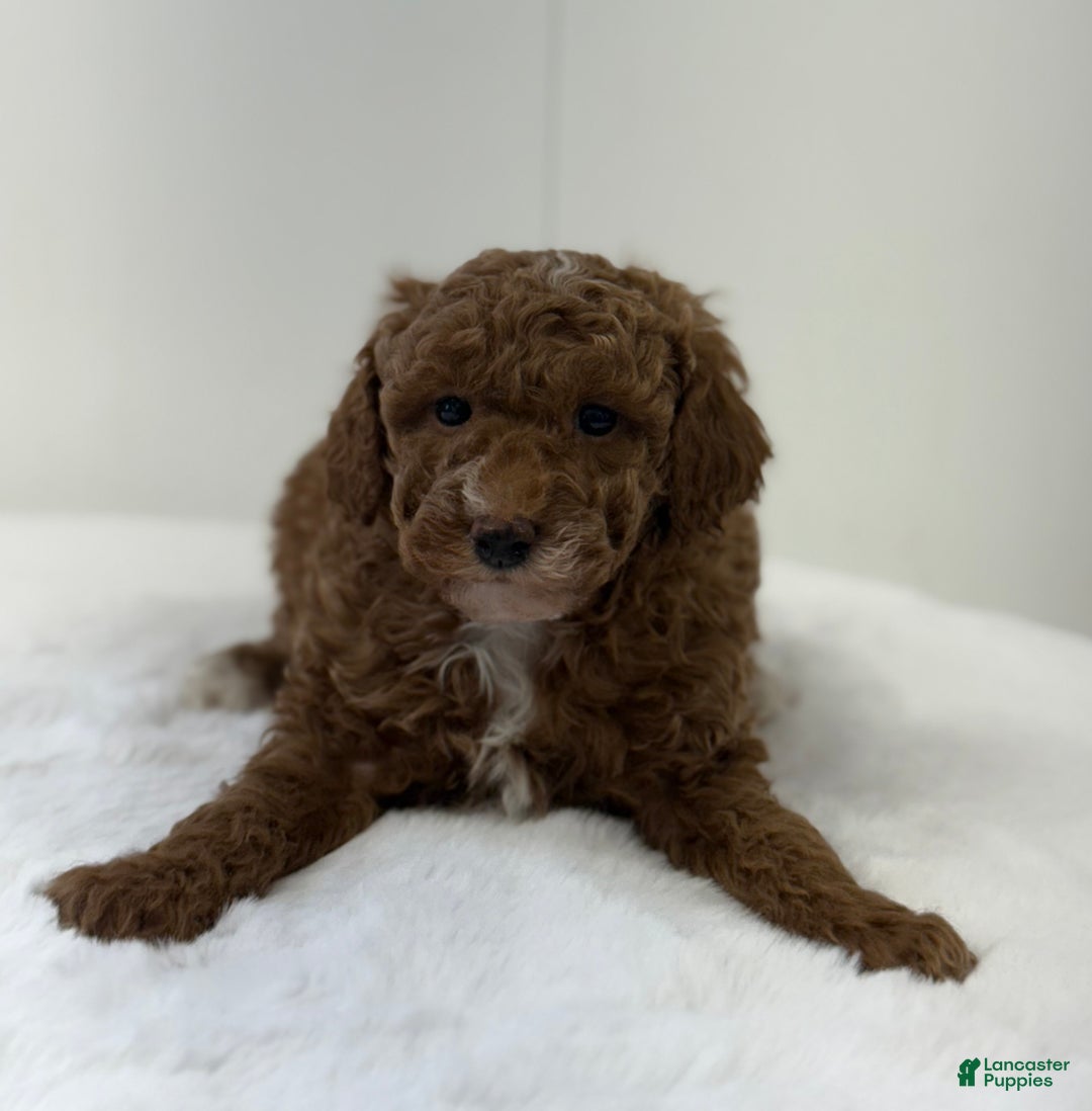 Mini Goldendoodle dogs for sale: Paisley  - Ad 10