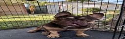 French Bulldog dogs for sale: French Bulldog 4 - Ad 3