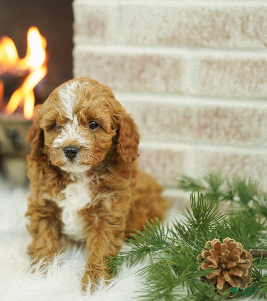 Cavapoo dogs for sale: Max - Ad 1