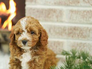 Cavapoo dogs Max - Ad 42