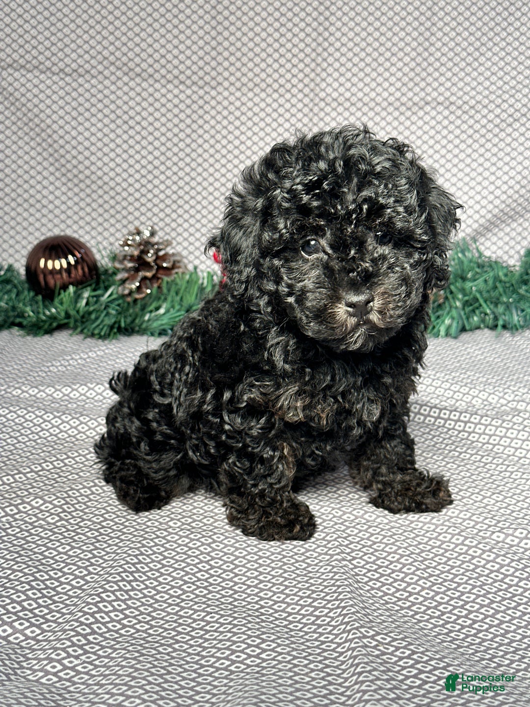 Miniature Poodle dogs for sale: Kevin - Ad 5