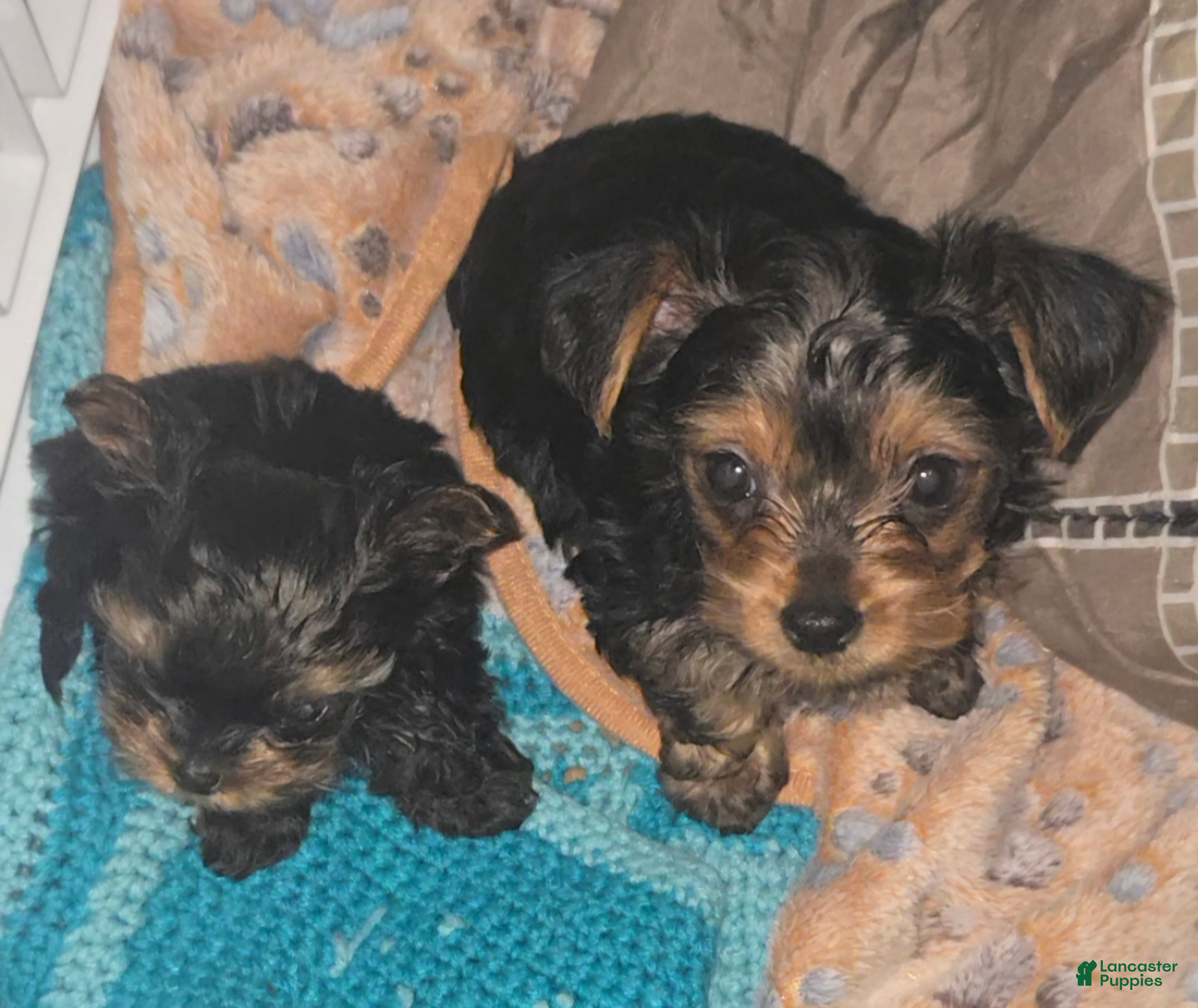 Yorkshire Terrier dogs for sale: Molly - Ad 2