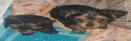 Yorkshire Terrier dogs for sale: Molly - Ad 4