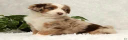 Miniature Australian Shepherd dogs for sale: Sunny  - Ad 6