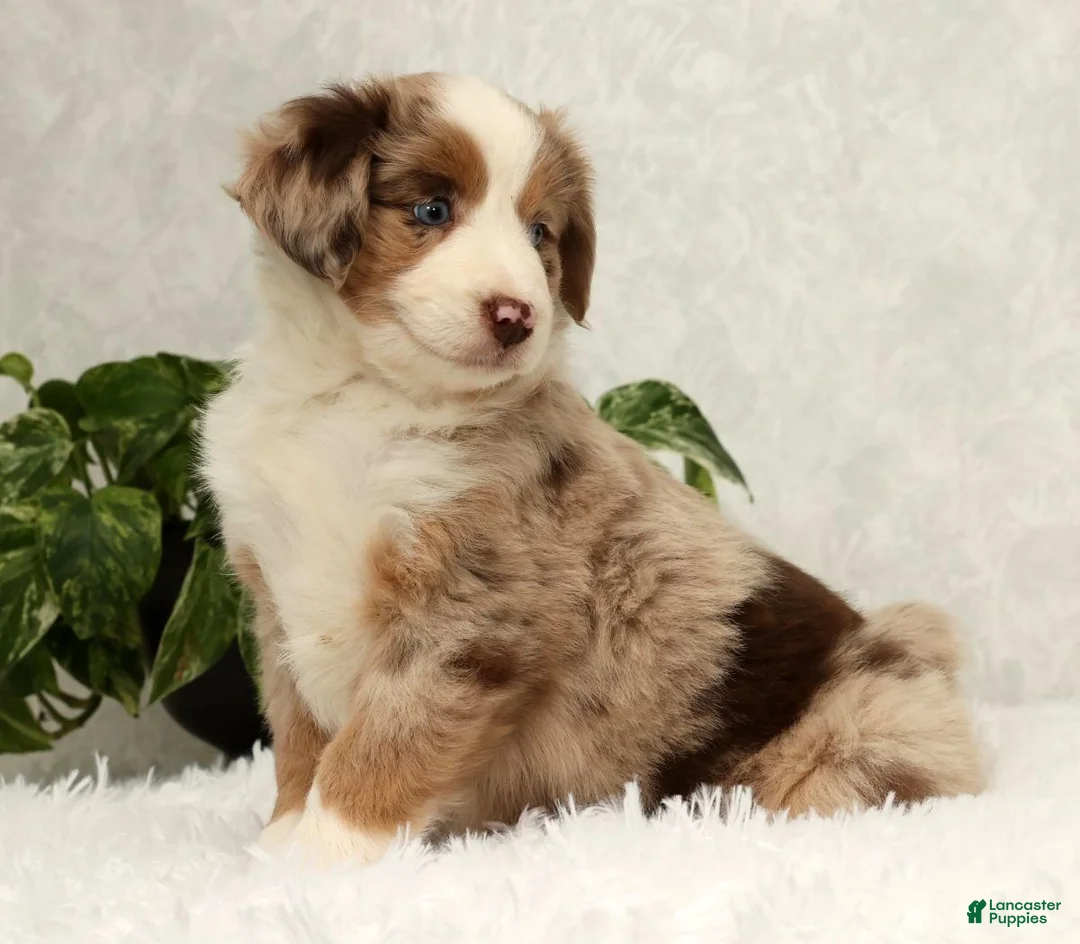 Miniature Australian Shepherd dogs for sale: Sunny  - Ad 6