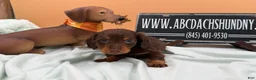 Miniature Dachshund dogs for sale: Miniature Dachshund 2 - Ad 6
