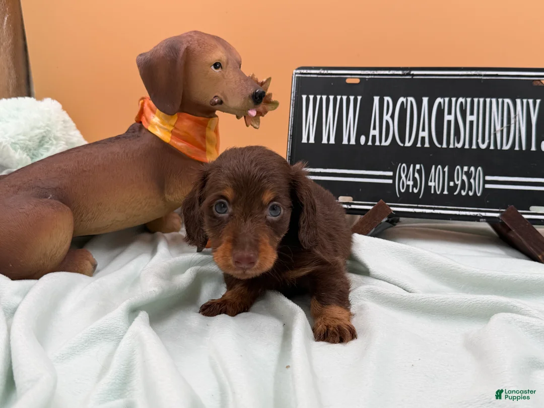Miniature Dachshund dogs for sale: Russian AKC dachshund - Ad 25