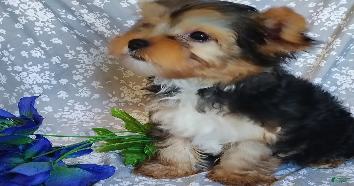 Pennsylvania Yorkshire Terrier Puppies for sale | Lancaster Puppies