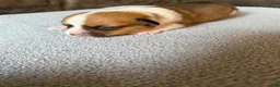 Mixed Breed dogs for sale: Flo - Ad 8