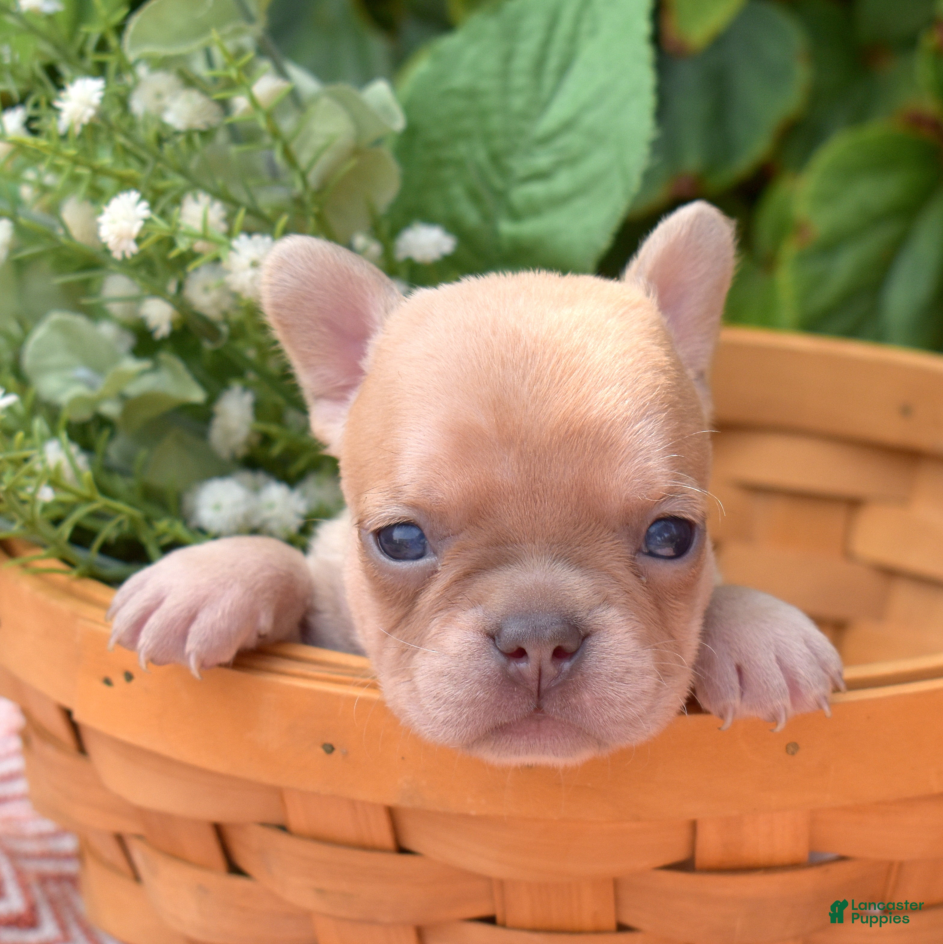 French Bulldog dogs Autumn - Ad 1