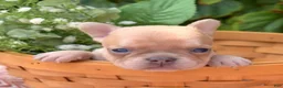 French Bulldog dogs for sale: Autumn - Ad 1