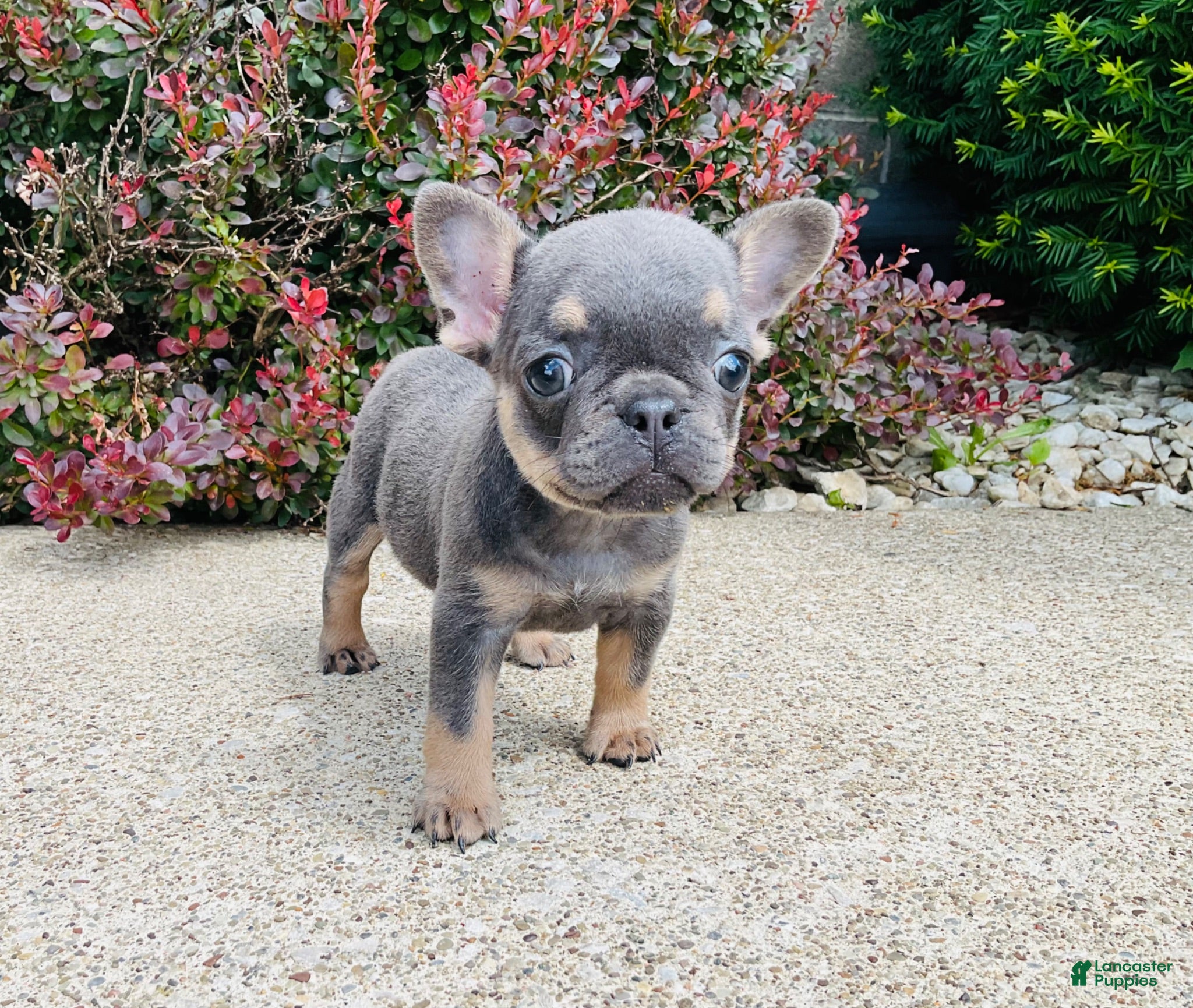 French Bulldog dogs Daisy - Ad 1