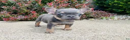 French Bulldog dogs for sale: Daisy - Ad 4