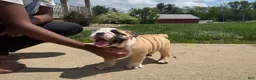 English Bulldog dogs for sale: Penelope  - Ad 4
