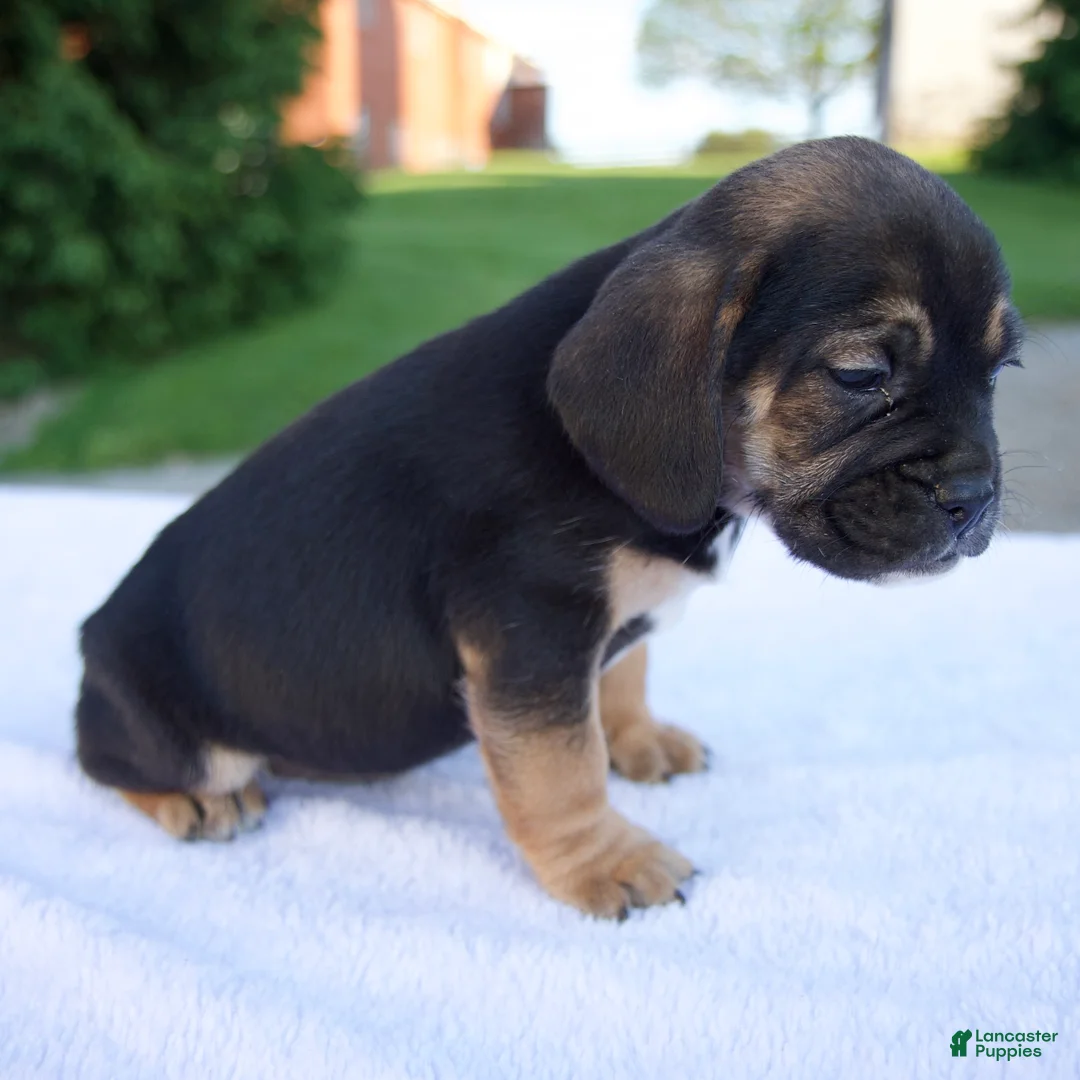 Beabull dogs for sale: Kace - Ad 5