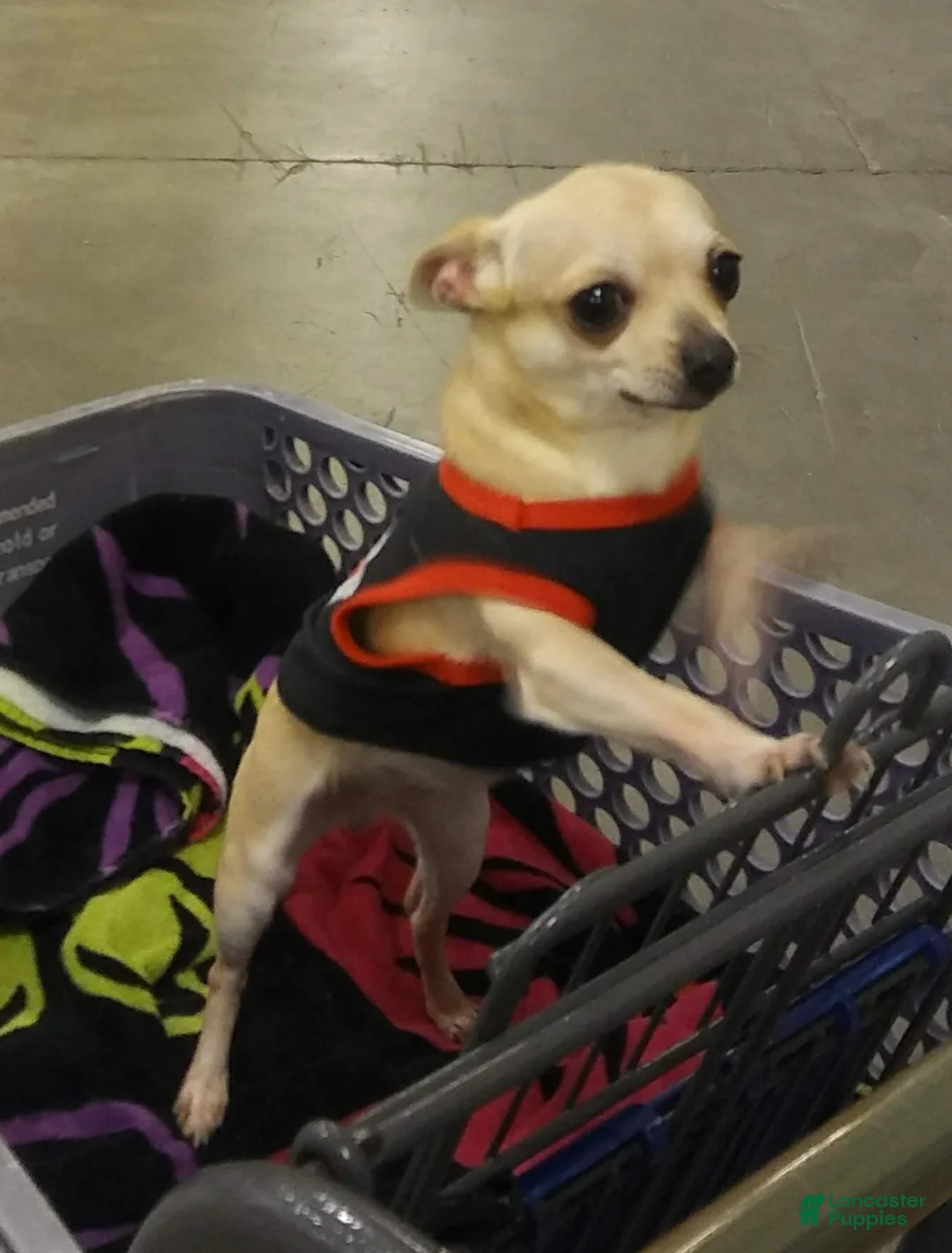 Chihuahua dogs for sale: Xavian - Ad 4