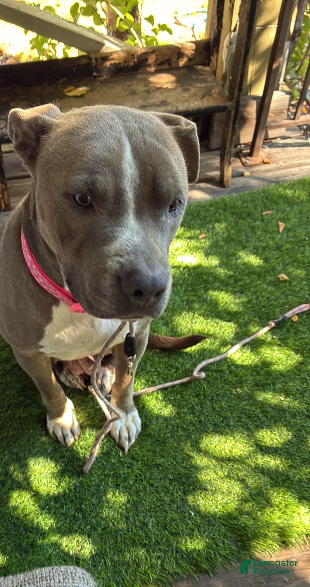American Pit Bull Terrier dogs for sale: American Pit Bull Terrier 2 - Ad 2