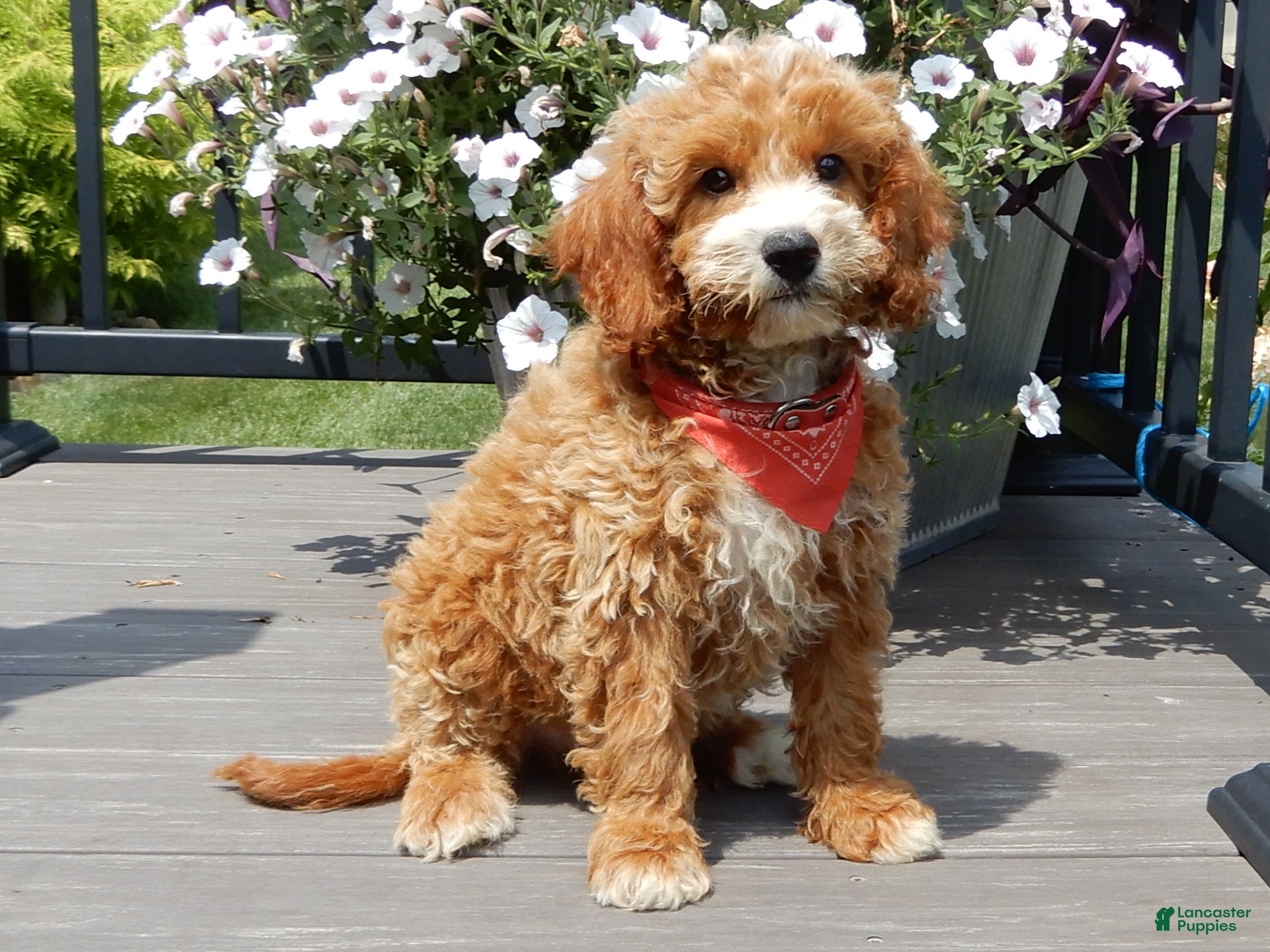 Mini Goldendoodle dogs Leo - Ad 1