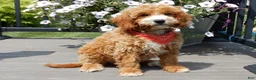 Mini Goldendoodle dogs for sale: Leo - Ad 1