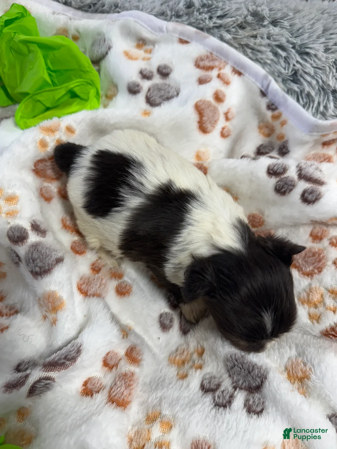 Yorkshire Terrier dogs for sale: Yorkshire Terrier Puppy 4 - Ad 1